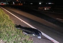 Fotos de Homem morre atropelado na Rodovia PR-323
