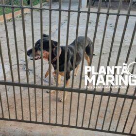 Fotos de Idosa é atacada por cachorro e tem rosto desfigurado em Maringá