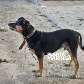 Fotos de Idosa é atacada por cachorro e tem rosto desfigurado em Maringá