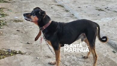 Fotos de Idosa é atacada por cachorro e tem rosto desfigurado em Maringá