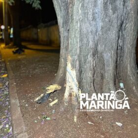 Fotos de Motorista com suspeita de embriaguez capota carro após bater em árvore em Maringá