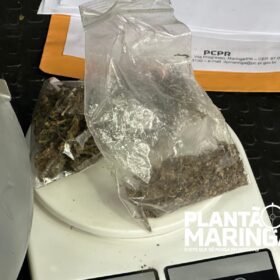 Torcidas organizadas de Maringá são alvos de operação da Polícia Civil  Foto 1 Fotos de Torcidas organizadas de Maringá são alvos de operação da Polícia Civil