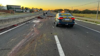 Fotos de Cavalos soltos em rodovia morreram após serem atropelados 