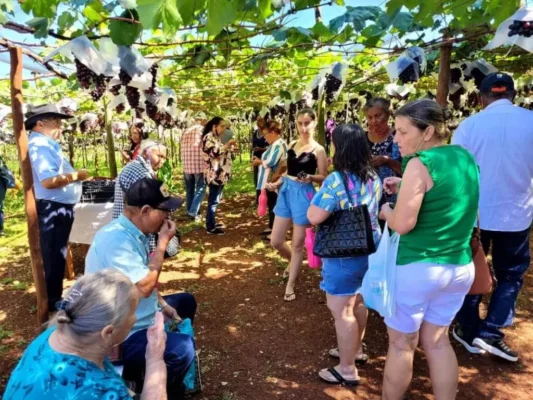 Com 10 variedades de uva, sistema ‘colha e pague’ faz sucesso em parreiral na região Foto 1 Fotos de Com 10 variedades de uva, sistema ‘colha e pague’ faz sucesso em parreiral na região