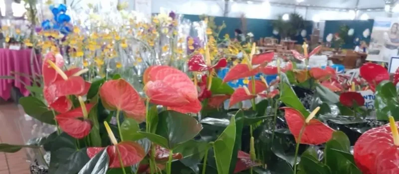 Fotos de Expoflor: com preços a partir de R$ 3, feira de flores de Maringá começa nesta quinta