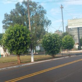 Moradores denunciam prefeitura por corte de árvores em Ângulo para evento festivo Foto 2 Fotos de Moradores denunciam prefeitura por corte de árvores em Ângulo para evento festivo