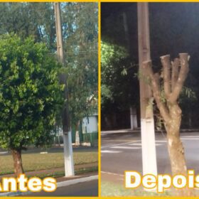 Moradores denunciam prefeitura por corte de árvores em Ângulo para evento festivo Foto 1 Fotos de Moradores denunciam prefeitura por corte de árvores em Ângulo para evento festivo