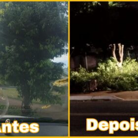 Moradores denunciam prefeitura por corte de árvores em Ângulo para evento festivo Foto 4 Fotos de Moradores denunciam prefeitura por corte de árvores em Ângulo para evento festivo