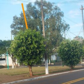 Moradores denunciam prefeitura por corte de árvores em Ângulo para evento festivo Foto 5 Fotos de Moradores denunciam prefeitura por corte de árvores em Ângulo para evento festivo