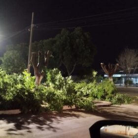 Moradores denunciam prefeitura por corte de árvores em Ângulo para evento festivo Foto 8 Fotos de Moradores denunciam prefeitura por corte de árvores em Ângulo para evento festivo