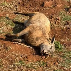 Fotos de Onça mata sete ovelhas em propriedade rural no Paraná; câmera flagrou o ataque