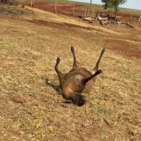 Fotos de Onça mata sete ovelhas em propriedade rural no Paraná; câmera flagrou o ataque
