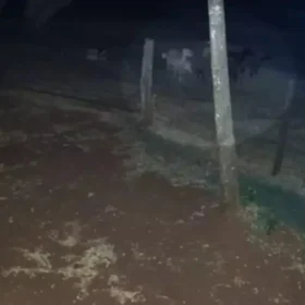 Fotos de Onça mata sete ovelhas em propriedade rural no Paraná; câmera flagrou o ataque
