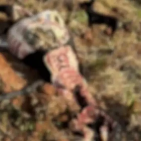 Onça mata sete ovelhas em propriedade rural no Paraná; câmera flagrou o ataque Foto 1 Fotos de Onça mata sete ovelhas em propriedade rural no Paraná; câmera flagrou o ataque