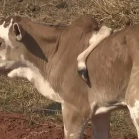Fotos de Paraná: bezerro nasce com cinco patas, uma delas no lombo