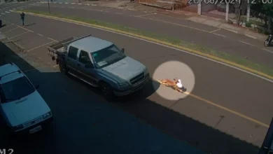 Fotos de Vídeo: vira-lata caramelo rouba marmita e trabalhador corre atrás de ladrão