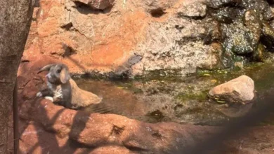 Fotos de 168 coelhos vítimas de maus-tratos são resgatados em Maringá; 100 já foram adotados