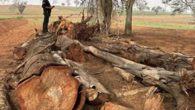 Fotos de Após denúncia anônima, IAT aplica multa de R$ 416 mil por desmatamento