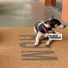 Cachorro é “adotado” por funcionários do H.U após morte de tutor em Maringá Foto 1 Fotos de Cachorro é “adotado” por funcionários do H.U após morte de tutor em Maringá