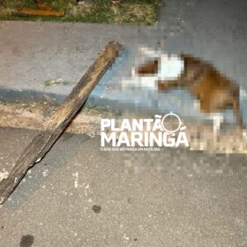 Motociclista mata filhote de pitbull a pauladas após acidente em Maringá Foto 1 Fotos de Motociclista mata filhote de pitbull a pauladas após acidente em Maringá