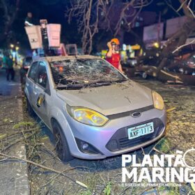 Fotos de Mulher em moto é socorrida com traumatismo craniano após queda de árvore em Maringá, outros cinco carros foram atingidos