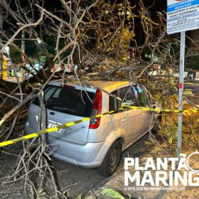 Mulher em moto é socorrida com traumatismo craniano após queda de árvore em Maringá, outros cinco carros foram atingidos Foto 2 Fotos de Mulher em moto é socorrida com traumatismo craniano após queda de árvore em Maringá, outros cinco carros foram atingidos
