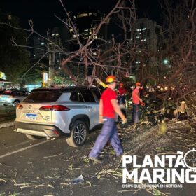 Fotos de Mulher em moto é socorrida com traumatismo craniano após queda de árvore em Maringá, outros cinco carros foram atingidos