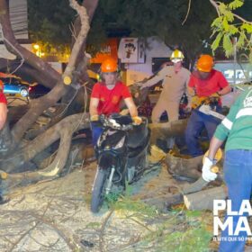 Fotos de Mulher em moto é socorrida com traumatismo craniano após queda de árvore em Maringá, outros cinco carros foram atingidos
