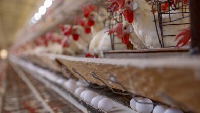 Fotos de Produção paranaense de frangos, suínos, ovos e leite cresce acima da média nacional