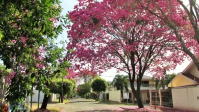 Fotos de Semana começa com tempo estável e predomínio de sol no Paraná; veja os detalhes da previsão