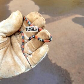 Três cobras aparecem no pátio de uma empresa de Maringá em menos de 12 horas Foto 1 Fotos de Três cobras aparecem no pátio de uma empresa de Maringá em menos de 12 horas