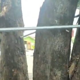 VÍDEO | Para evitar queda, Prefeitura decide parafusar árvore Foto 1 Fotos de VÍDEO | Para evitar queda, Prefeitura decide parafusar árvore