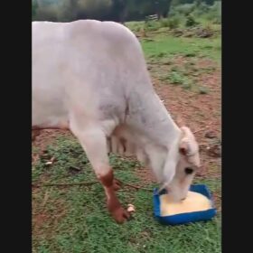 Morador de Sarandi encontra boi que fugiu de sua propriedade após campanha nas redes sociais Foto 1 Fotos de Morador de Sarandi encontra boi que fugiu de sua propriedade após campanha nas redes sociais