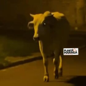 Fotos de Morador de Sarandi realiza campanha para encontrar boi desaparecido