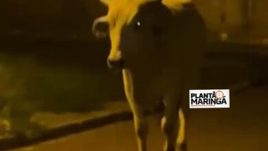 Fotos de Morador de Sarandi realiza campanha para encontrar boi desaparecido