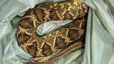 Fotos de Morador é socorrido após ser picado por cobra dentro de casa no Paraná