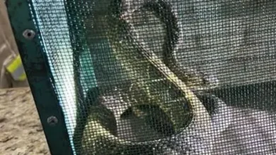 Fotos de Moradora da região se depara com cobra cascavel embaixo de churrasqueira