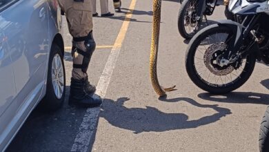 Fotos de Sucuri é capturada em rua de cidade da região e devolvida para a natureza; VÍDEO