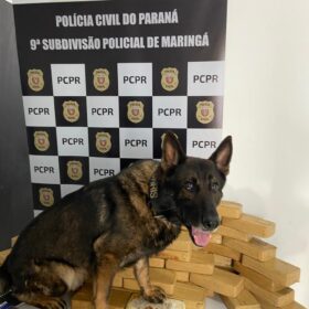 Três pessoas são presas por tráfico em Mandaguaçu; droga abastecia traficantes de Maringá, diz polícia Foto 1 Fotos de Três pessoas são presas por tráfico em Mandaguaçu; droga abastecia traficantes de Maringá, diz polícia