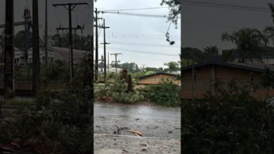 Fotos de Vídeo: Árvore é destruída após ser atingida por raio em Maringá