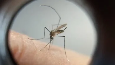 Fotos de Boletim semanal da dengue confirma 253 novos casos da doença no Paraná