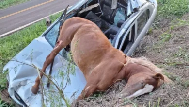 Fotos de Carro fica destruído ao atropelar égua em rodovia da região
