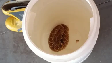 Fotos de Corpo de Bombeiros retira cobra cascavel da garagem de motel no Paraná