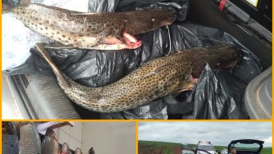 Fotos de Dois homens são presos por pesca durante a piracema no Rio Ivaí