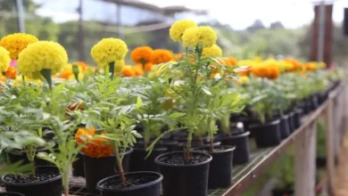 Fotos de Festa das Flores, em Maringá, terá plantas a partir de R$ 2; veja detalhes