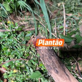 Homem é morto a pedradas e pauladas no dia do aniversário em Sarandi Foto 3 Fotos de Homem é morto a pedradas e pauladas no dia do aniversário em Sarandi