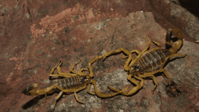 Fotos de Maringá registra 574 acidentes com escorpiões de janeiro a outubro