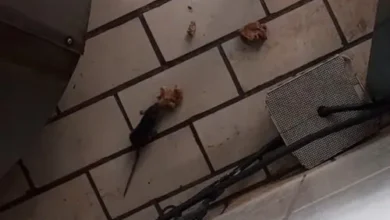 Fotos de Vídeo de rato em cozinha de refeitório viraliza e UEM se pronuncia; veja o vídeo