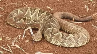 Fotos de Cascavel assusta proprietário rural ao aparecer em chiqueiro de porcos no Paraná