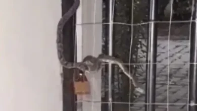 Fotos de Morador encontra cobra jararaca subindo no portão de casa; vídeo